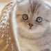 同一系列的可爱猫咪头像宠物情头图片大全最新版含欧美风